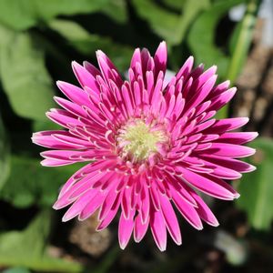 ガーベラ,おうち時間,お庭のお花,花壇,ナチュラルガーデンの画像
