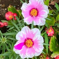 ベゴニア,マツバボタン,大輪マツバボタン,ピンクワールドへ ようこそ,Juneの会の画像