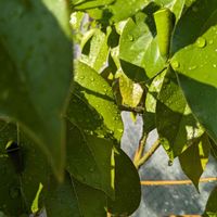 ↑　おはぎ,楠と、アオスジアゲハの幼虫,↓わさび,♡No.4♡,バルコニー/ベランダの画像