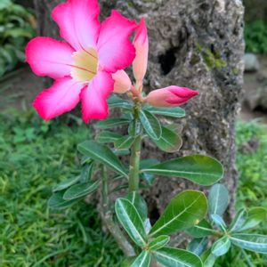 アデニウム,みどりのある暮らし,スマホ撮影,観葉植物,植物のある暮らしの画像