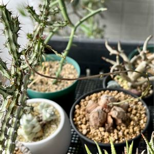Dioscorea elephantipes,亀甲竜,ユーフォルビア ソマリア ホルディオ,多肉植物,神奈川タニラーの画像