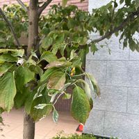 ハナミズキの画像