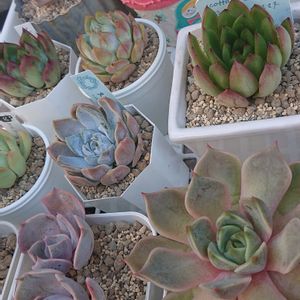 多肉植物,小さな花壇,おうち園芸,エケベリア。,love&peaceの画像