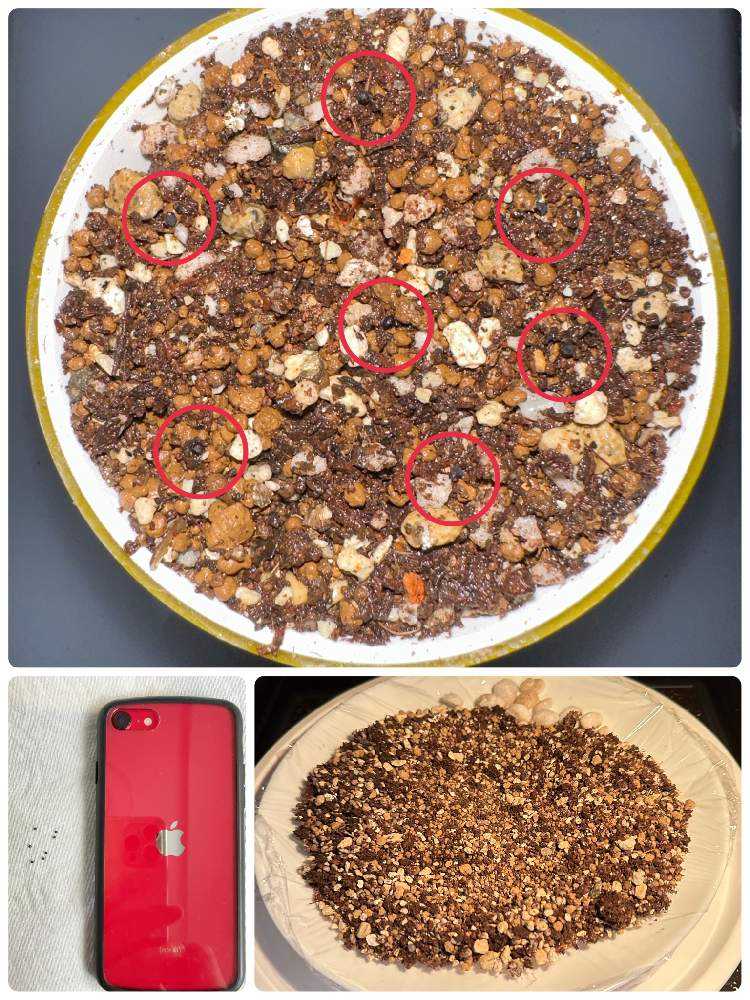 実生チャレンジ！（ロフォフォラ烏羽玉）｜🍀GreenSnap（グリーン