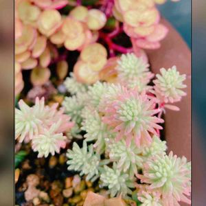 セダム,多肉植物,ラブリー♡,癒し,紅葉する多肉の画像