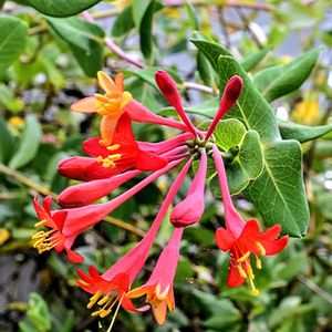 ツキヌキ二ンドウ,山口フラワーランド,花壇,美しい♡,スイカズラ科の画像