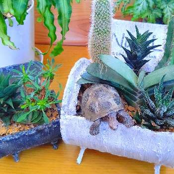 ペペロミア ジェミニ,紫苑のDIY,観葉植物,リメ缶,植え替えの画像