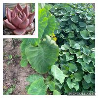 ロメオ×トバレンシストバル,里芋,イチゴ,サツマイモ,多肉植物の画像