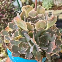 シャビアナ,多肉植物,愛媛タニラー,癒し,バリィのシャビアナピンクスターの画像