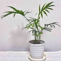 テーブルヤシ,今日の1枚,平和を願う☆,観葉植物のある暮らし,部屋の画像