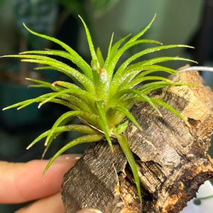 チランジア イオナンタ ウアメルラ,観葉植物を楽しむ,チラ沼,着生植物,コルク付けの画像