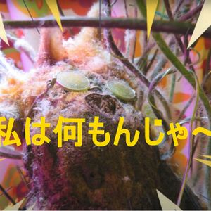 タカワラビ,キンモウコウ,カツモウイノデ,観葉植物,インテリアグリーンの画像