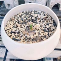 アルブカ スピラリス フリズルシズル,アルブカ,多肉植物,南アフリカ原産,冬型の画像
