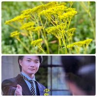 オミナエシ,オミナエシ,ユーミンつながり,★銀の実,ユーミンつながりの皆さんに感謝の画像