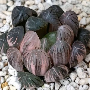 オブツーサ錦,多肉男子,軟葉系ハオルチア,植物のある暮らし,ボタニカルライフの画像