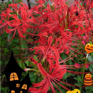 ヒガンバナ,10月,スマホ撮影,暑い！,植物のある暮らしの画像