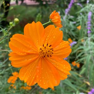 キバナコスモス,グリーンのある暮らし,オレンジ色の花,癒し,季節の花の画像