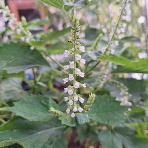 青紫蘇の花,2019同期,スマホマクロレンズ撮影,おうち園芸,緑のある暮らしの画像