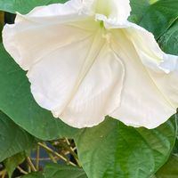 ヨルガオ,夜顔,夜顔・ヨルガオ（夜開草・ヤカイソウ）,白い花,プランター植えの画像