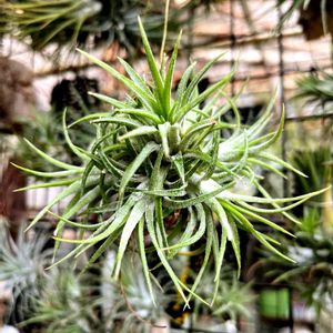 イオナンタ,我が家のチランジア,植物のある暮らし,T.イオナンタ ブルーアイドドルイド,エアープランツ☆の画像