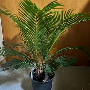 ソテツ,観葉植物,ボタニカルライフ,植物男子,お庭のお花の画像