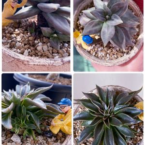 シチュエンシス,クシクエンシス,サーベルウルフ,多肉植物,ムツゴロウさんの画像