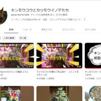 キンモウコウ,タカワラビ,YouTube,YouTubeで動画,観葉植物の画像