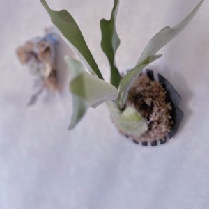 コウモリラン, コウモリラン ,観葉植物,グリーンのある暮らし, ビカクシダの画像