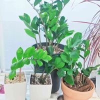 ザミオクルカス ザミーフォリア,観葉植物,ザ・ファームユニバーサル,平和堂,ザファームユニバーサル茨木の画像