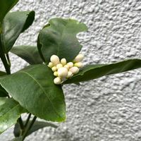 レモン,リスボンレモン,植物のある暮らし,グリーンのある暮らし,chieのレモンの画像