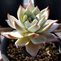 ブルーバード,エケベリア,多肉植物,おうち園芸,せいちょうきろくの画像