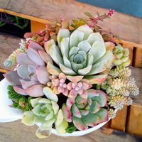 多肉植物,根詰まり,普及種,植え替え,おうち園芸の画像