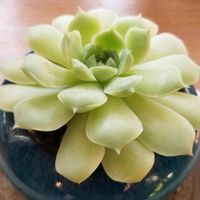 wilamina,エケベリア,多肉植物,おうち園芸,せいちょうきろくの画像
