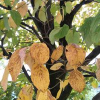 ハナミズキ, ハナミズキ,紅葉（こうよう）,畑の画像