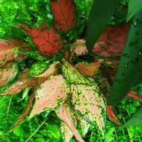 アグラオネマ,コルジリネ,ネフロレピス,観葉植物,熱帯植物の画像
