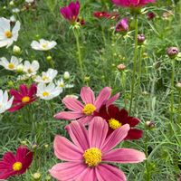 秋桜♡,花を愛でる,花のある暮らし,お出かけ先の画像
