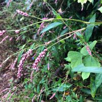 シン見廻りコース,花いろいろ,花のある暮らしの画像