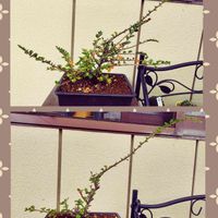 紅紫檀,知識ないけど、やっちゃう!,剪定,紅紫檀。,初めての盆栽の画像
