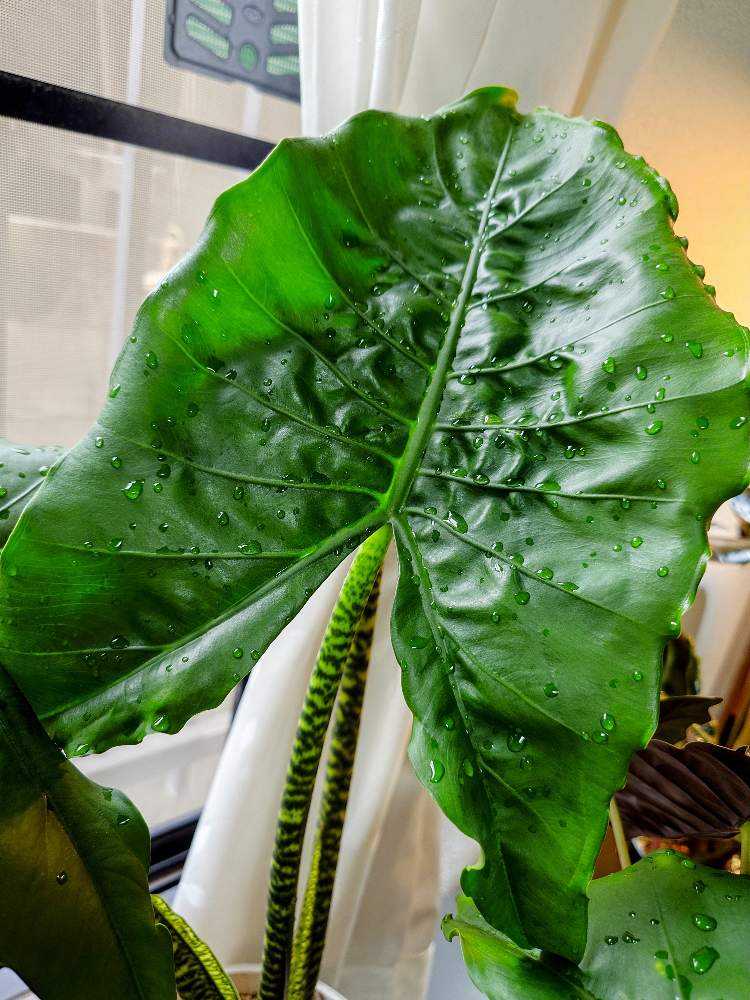 アロカシアゼブリナ(alocasia zebrina) 5本葉っぱ - 植物/観葉植物