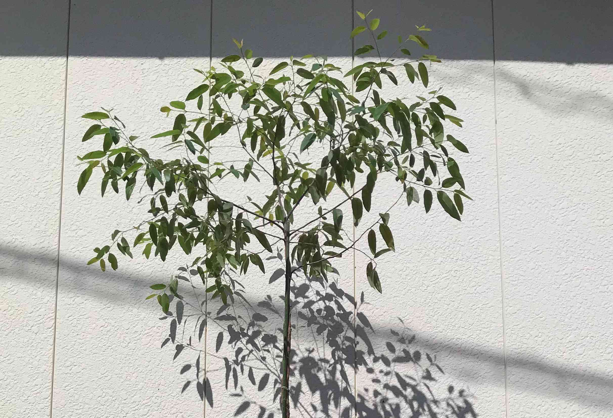 レインボーユーカリの(取り木)に挑戦‼︎｜🍀GreenSnap（グリーンスナップ）