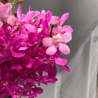 モカラ,日常,花束,インテリアの画像