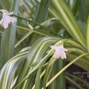 観葉植物,白い花, オリズルラン,花咲く乙女たち♡,愛の花♡の画像