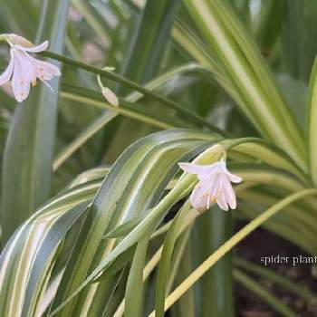 ムシトリスミレ,食虫植物　ムシトリスミレの画像