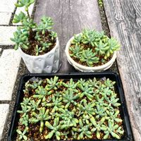乙女心,多肉植物,乙女心放置専用鉢,2023夏越し記録の画像