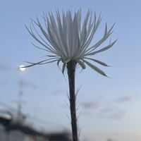 奇想丸,多肉植物,サボテン☆,サボテンの花の画像