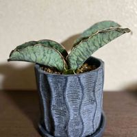サンスベリア・キルキー・ シルバーブルー,植え替え, サンスベリア,衝動買い,棚の画像