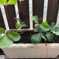 イチゴ,季節を楽しむ,植物のある暮らし,自然,癒しの画像