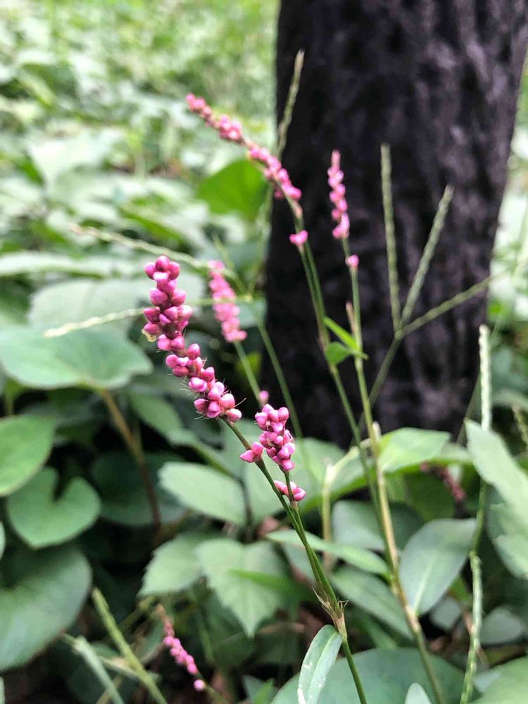 ピリチャンさんの里山ガーデン（大花壇）への投稿