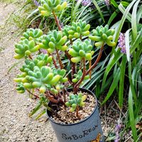 ヤブラン,乙女心,広島出張所,多肉植物,HTCの画像