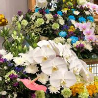 胡蝶蘭,リンドウ,ユリ,八幡平市安代のリンドウ,富山支部の画像